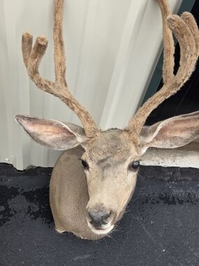 Wrangler Faux Taxidermy Deer Head in Brown and Tan